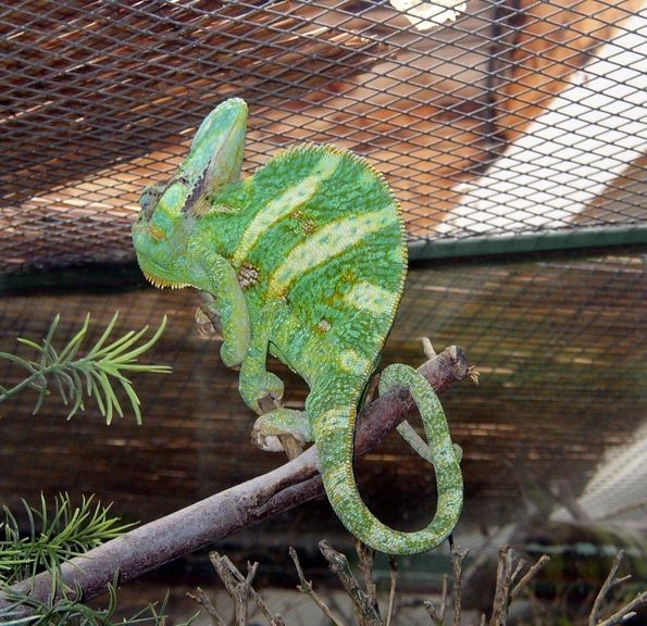 2008 05 Martel, au reptiland 01